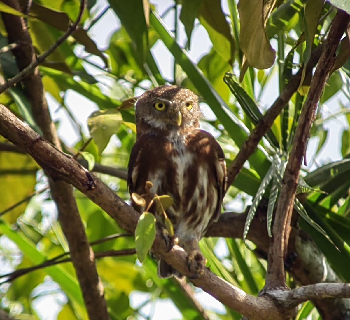 Central American Pygmy-Owl - ML618745572
