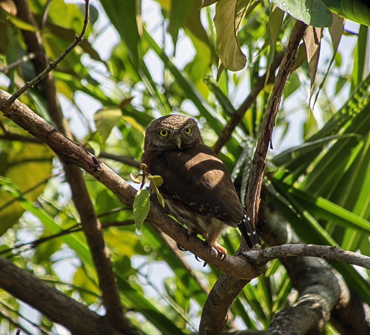 Central American Pygmy-Owl - ML618745573
