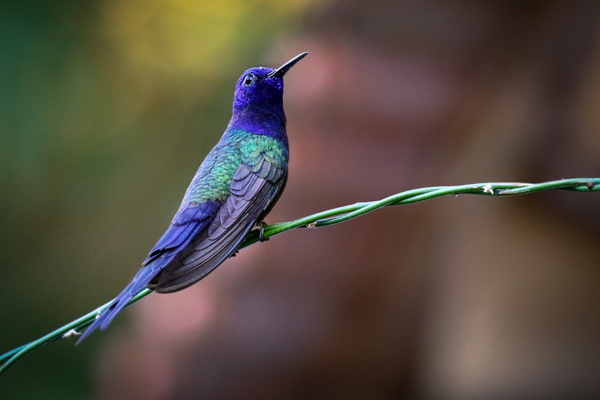 Swallow-tailed Hummingbird - Thiane Melen