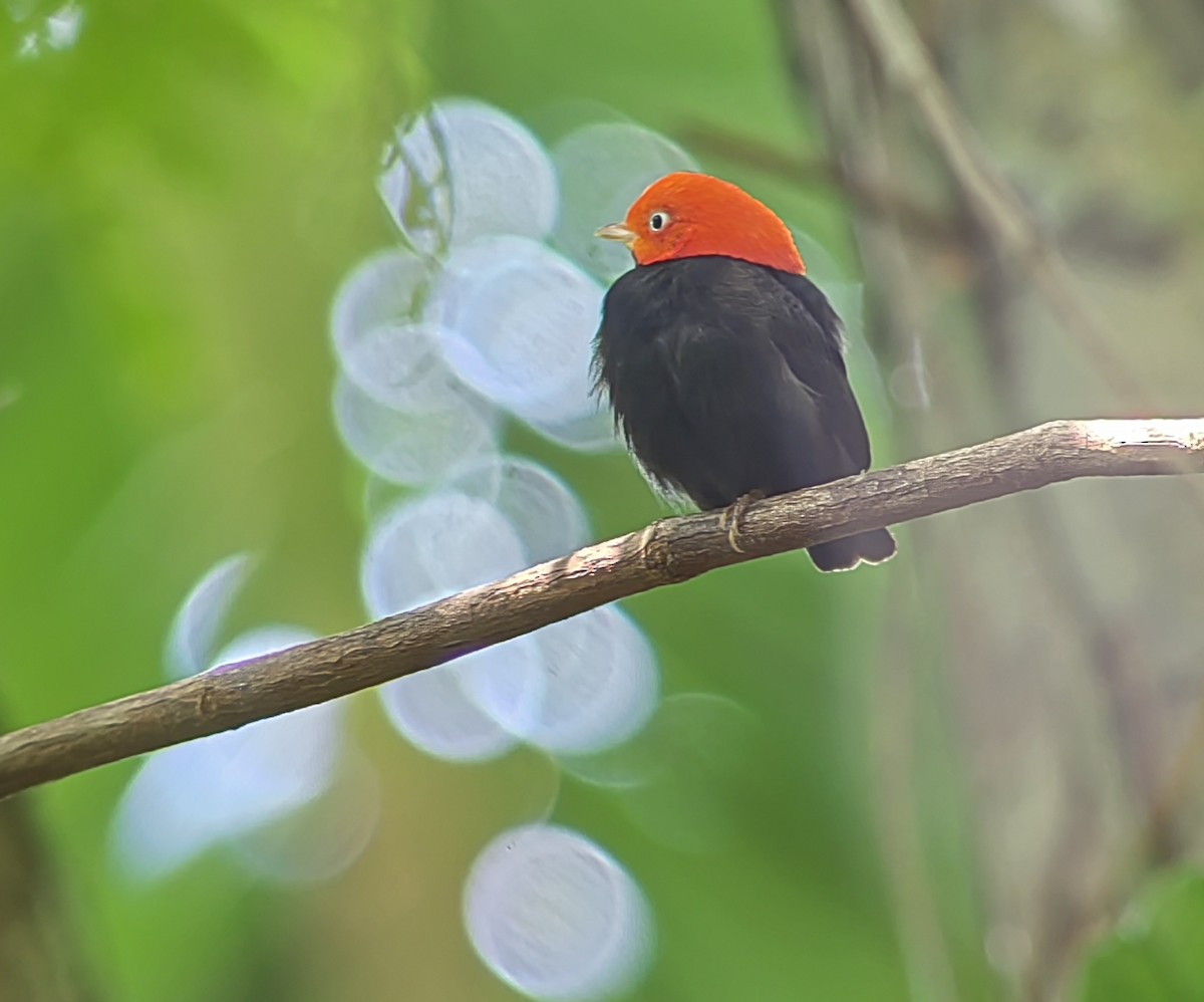Red-capped Manakin - ML618745610