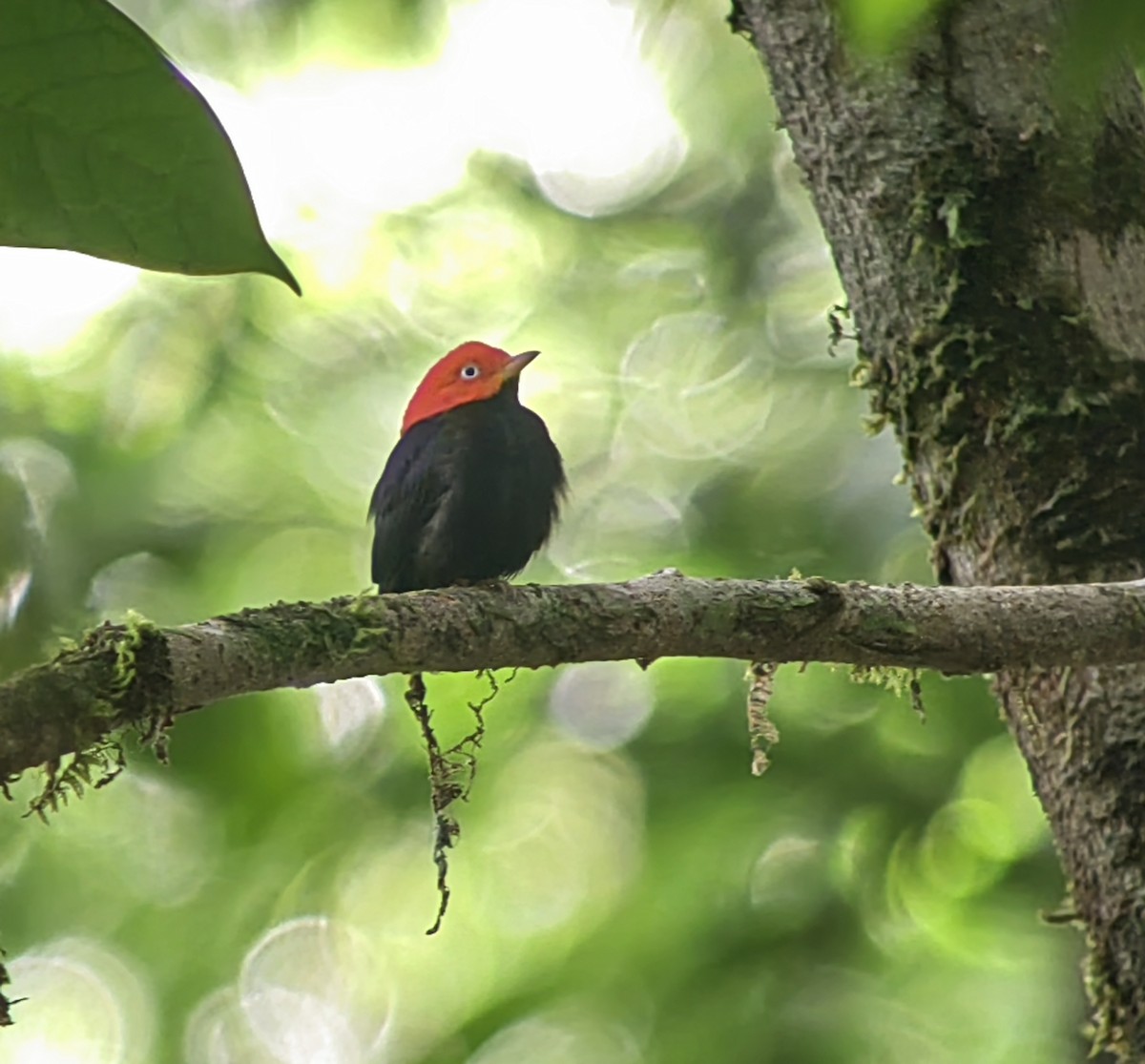 Red-capped Manakin - ML618745611