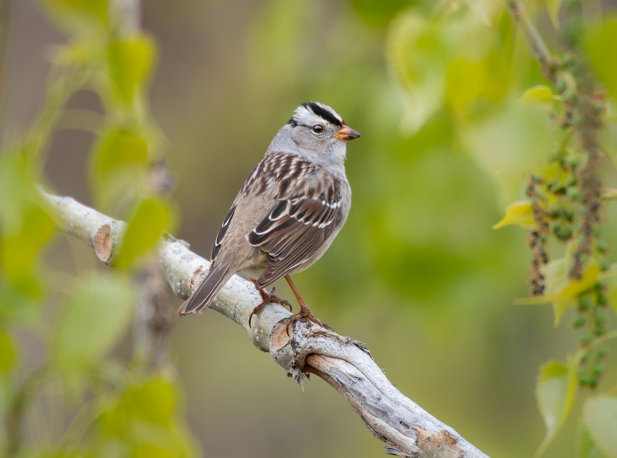 White-crowned Sparrow - ML618745615
