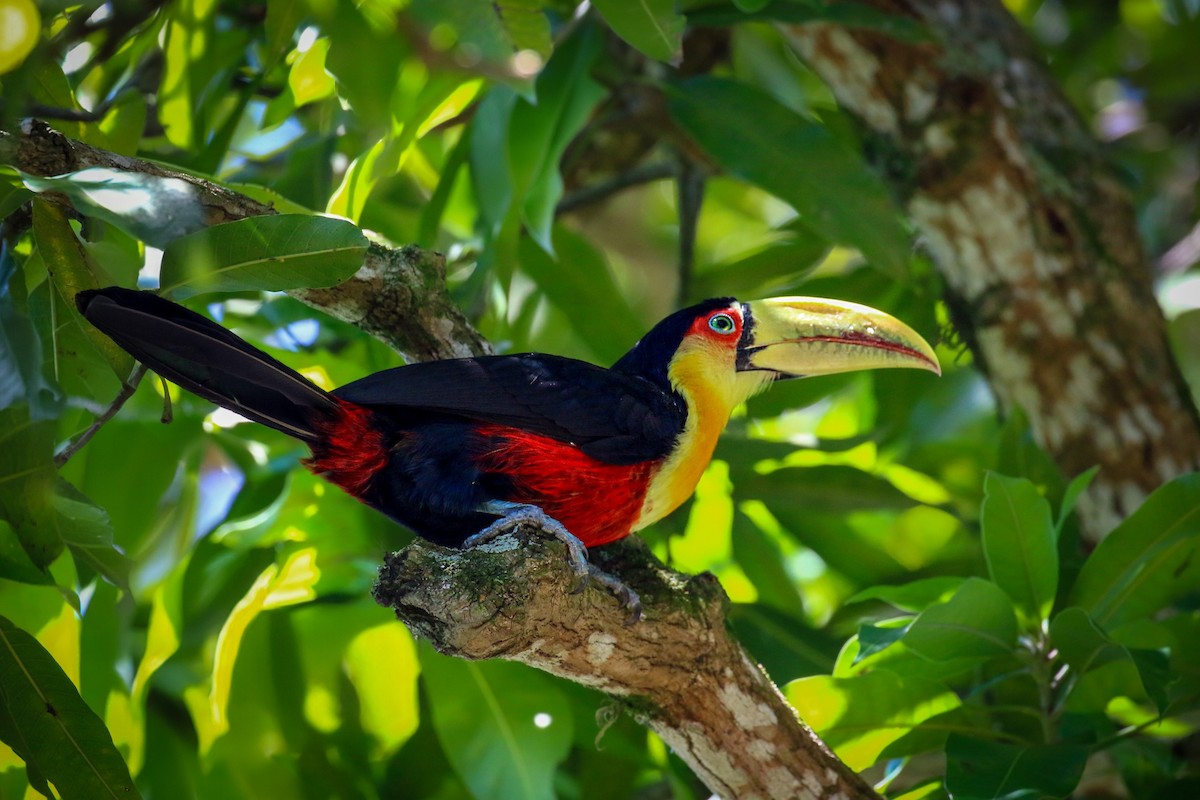 Red-breasted Toucan - ML618745616