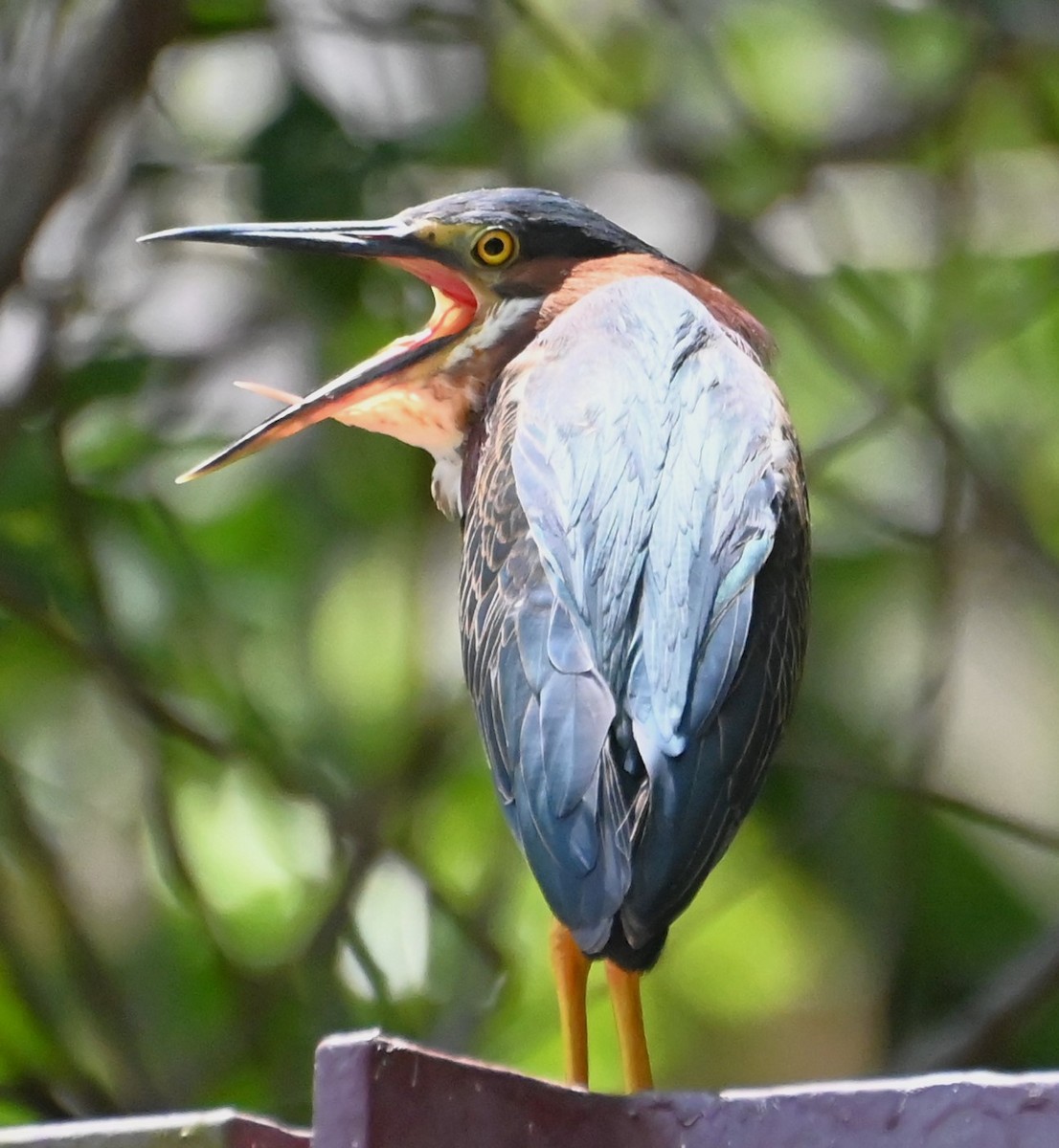 Green Heron - Dave Griswold