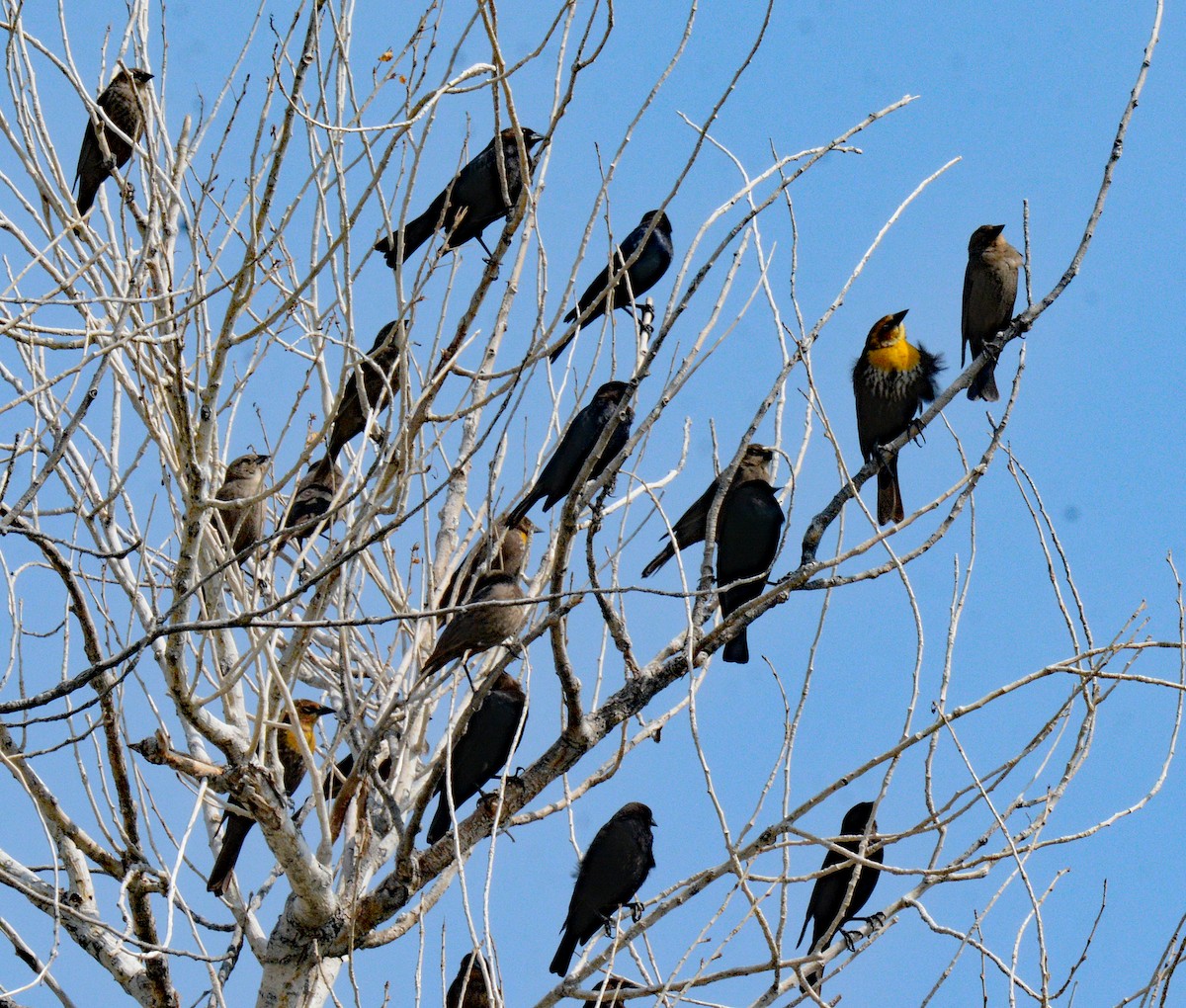 Yellow-headed Blackbird - ML618745632