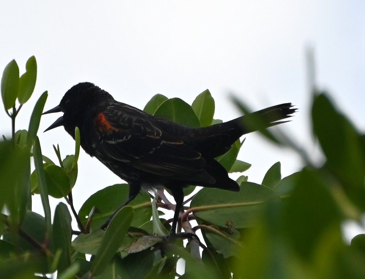 Red-winged Blackbird - ML618745654