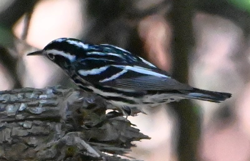 Black-and-white Warbler - ML618745672