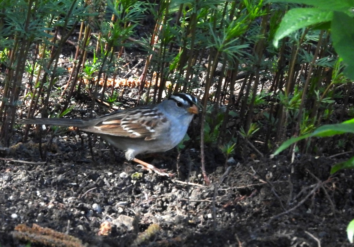White-crowned Sparrow - ML618745718