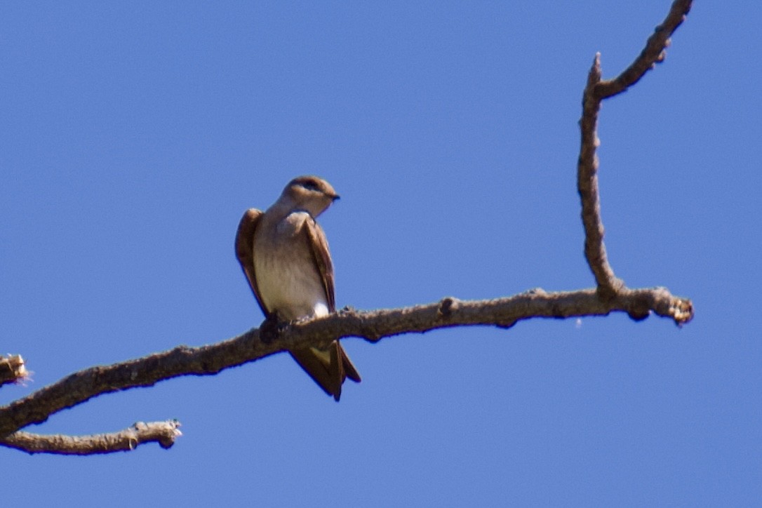 Northern Rough-winged Swallow - ML618745720