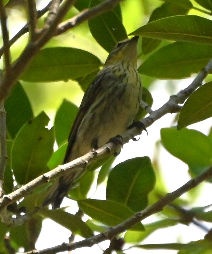 Cape May Warbler - ML618745743