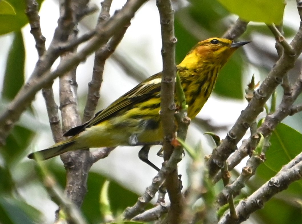 Cape May Warbler - ML618745745