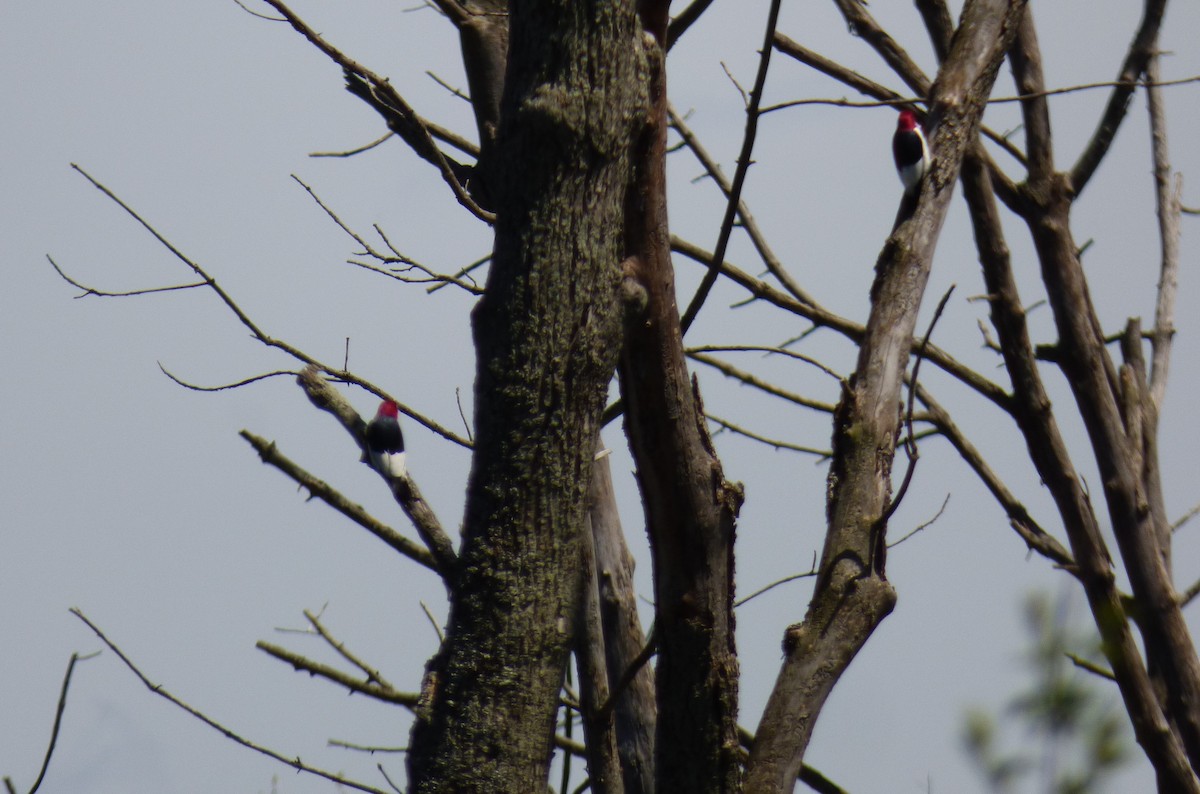 Red-headed Woodpecker - ML618745764