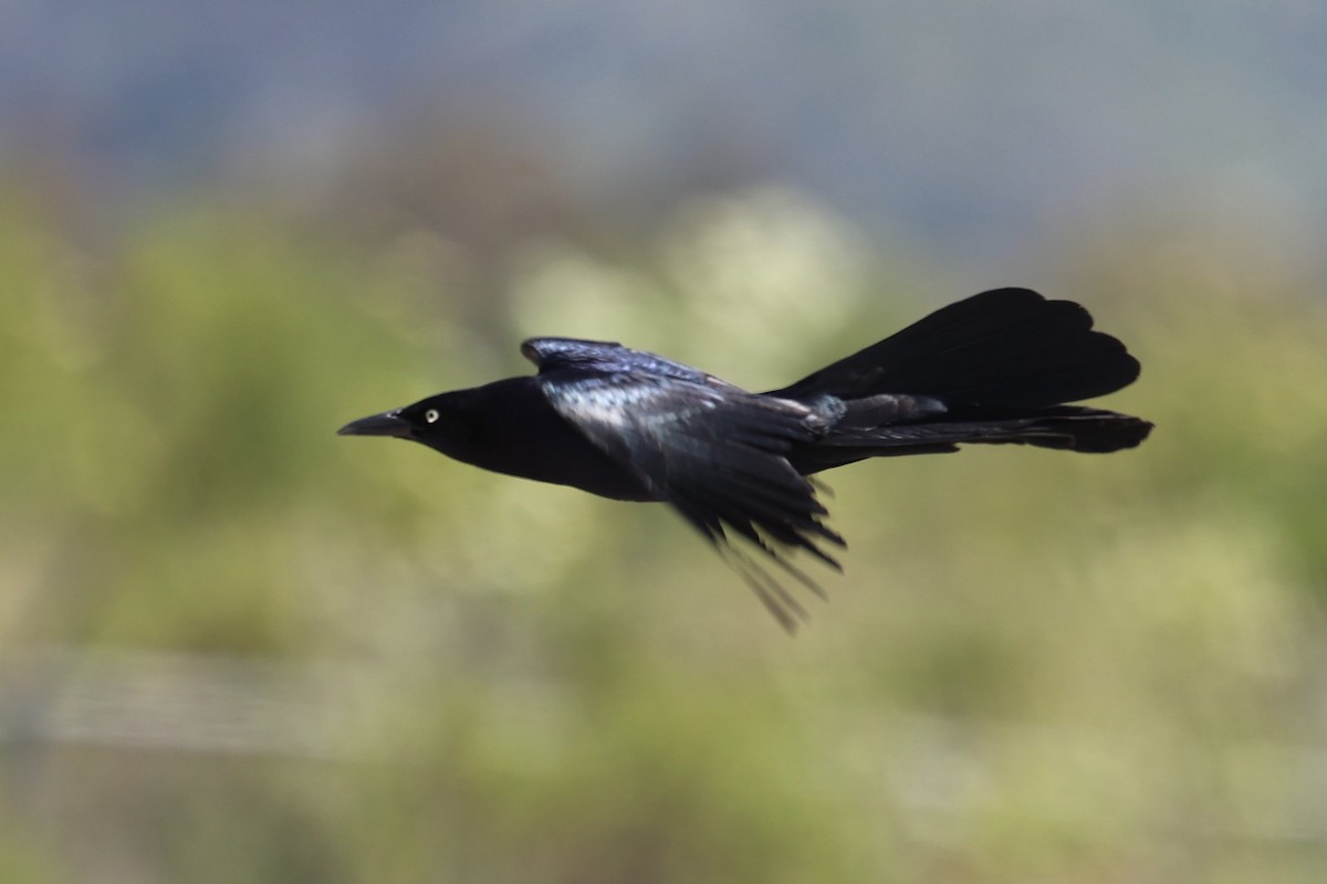 Great-tailed Grackle - ML618745769