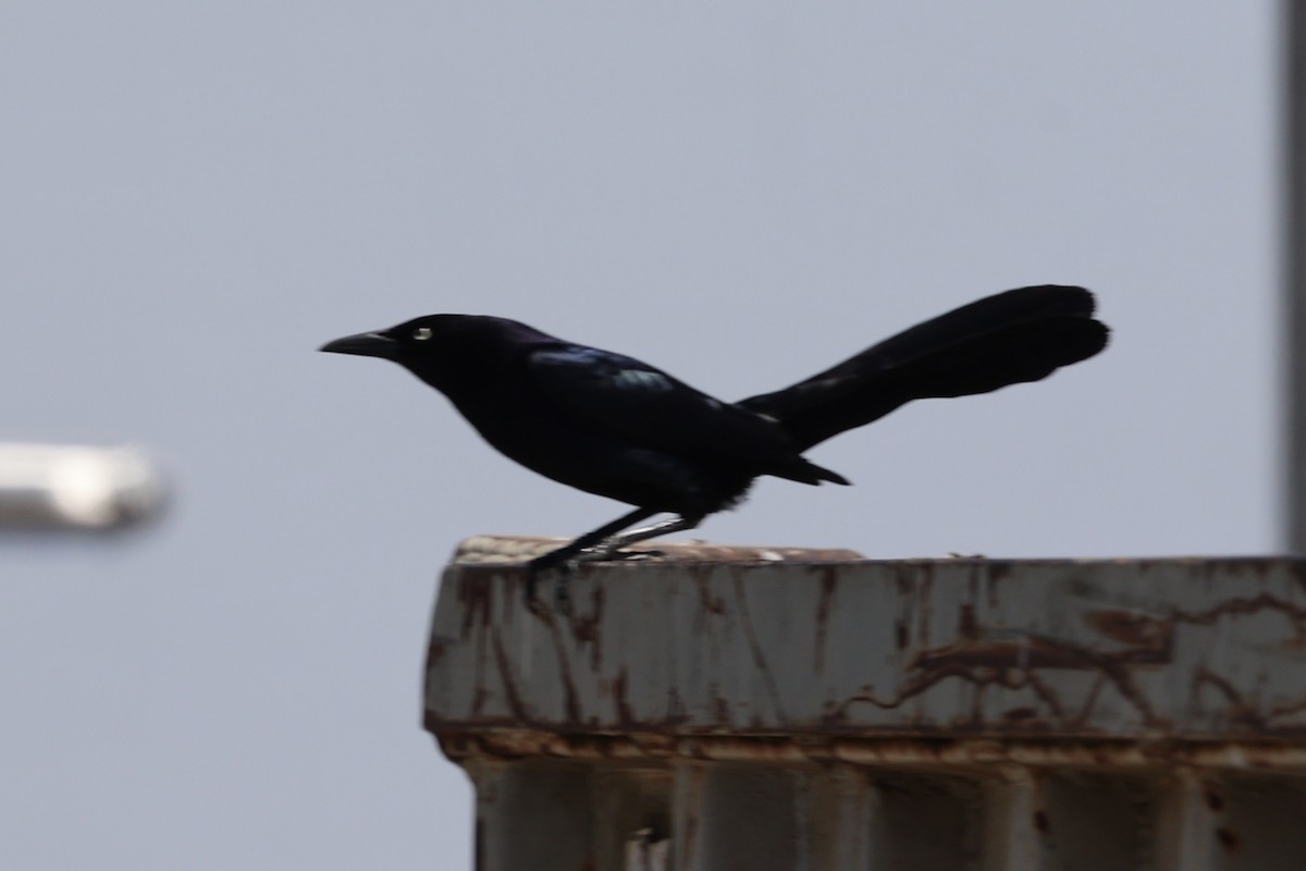 Great-tailed Grackle - ML618745770