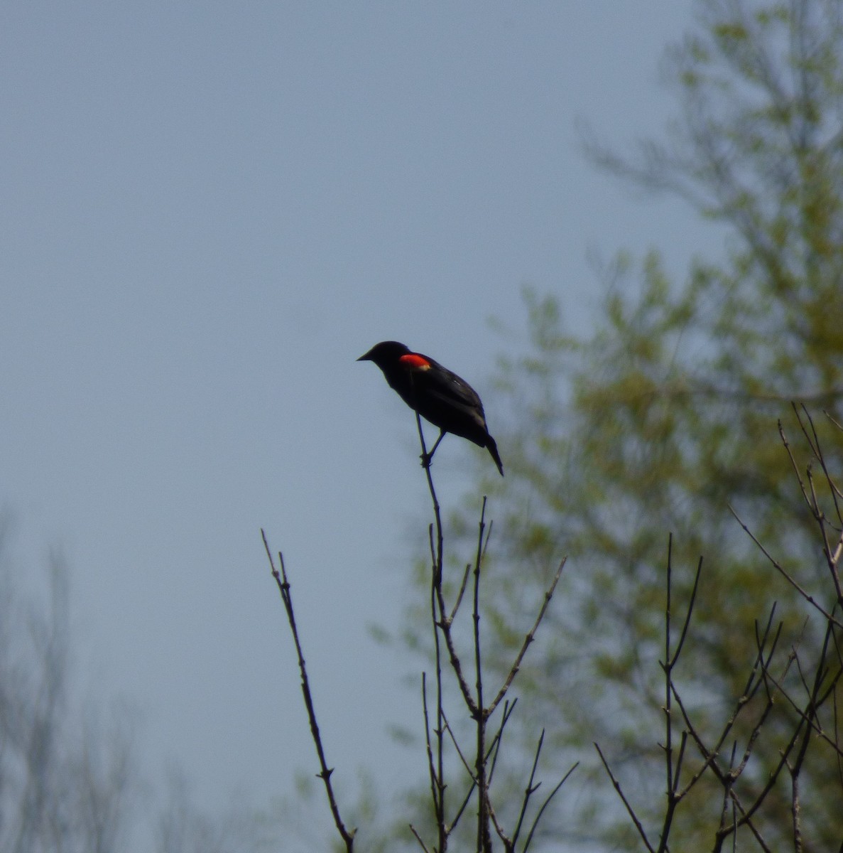 Red-winged Blackbird - ML618745776
