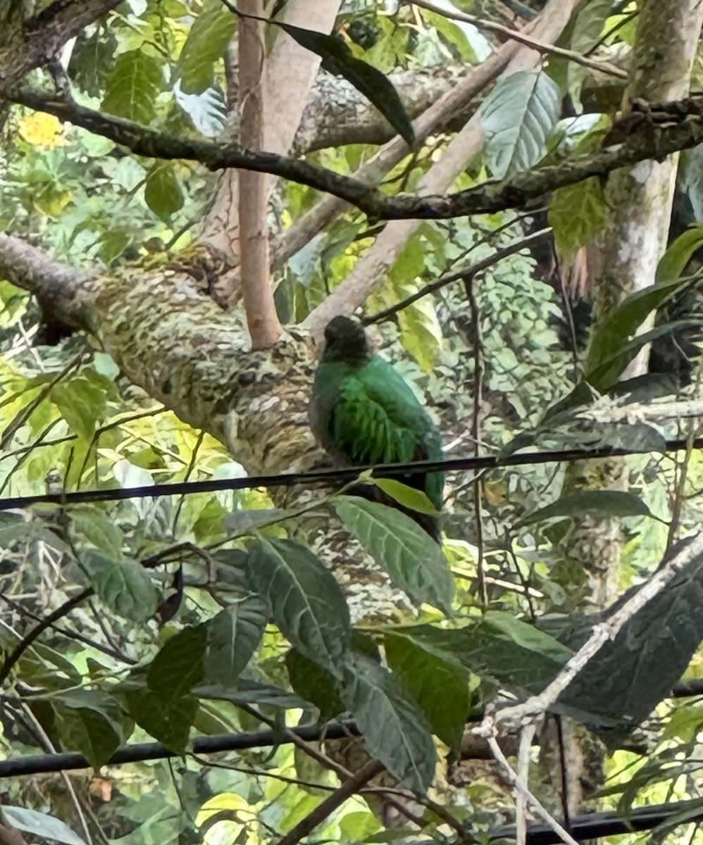 Quetzal Guatemalteco - ML618745777