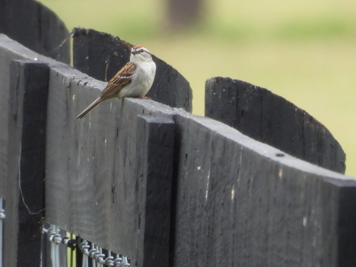 Chipping Sparrow - ML618745783