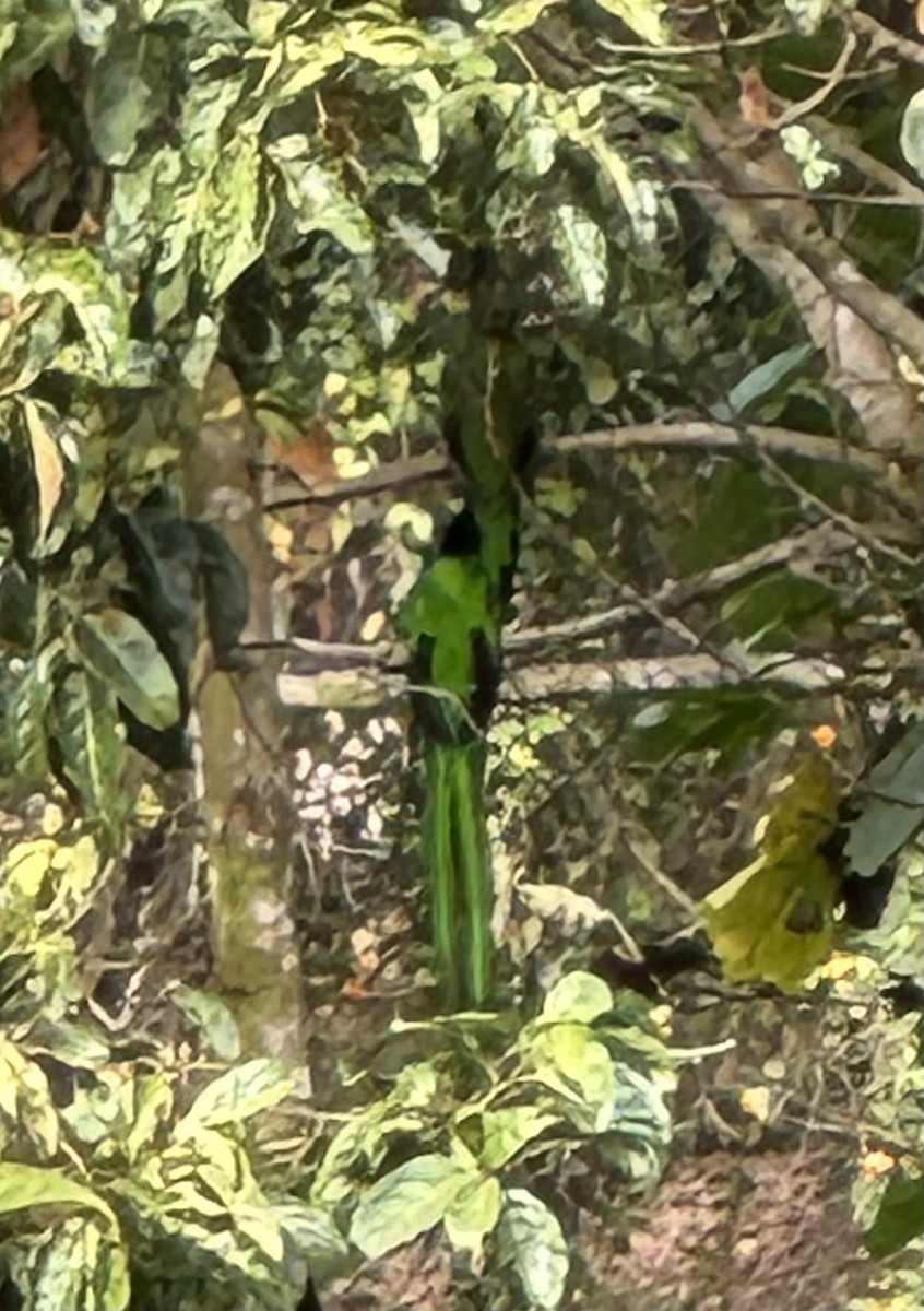Quetzal Guatemalteco - ML618745796
