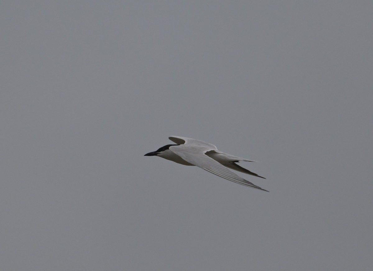 Gull-billed Tern - ML618745797