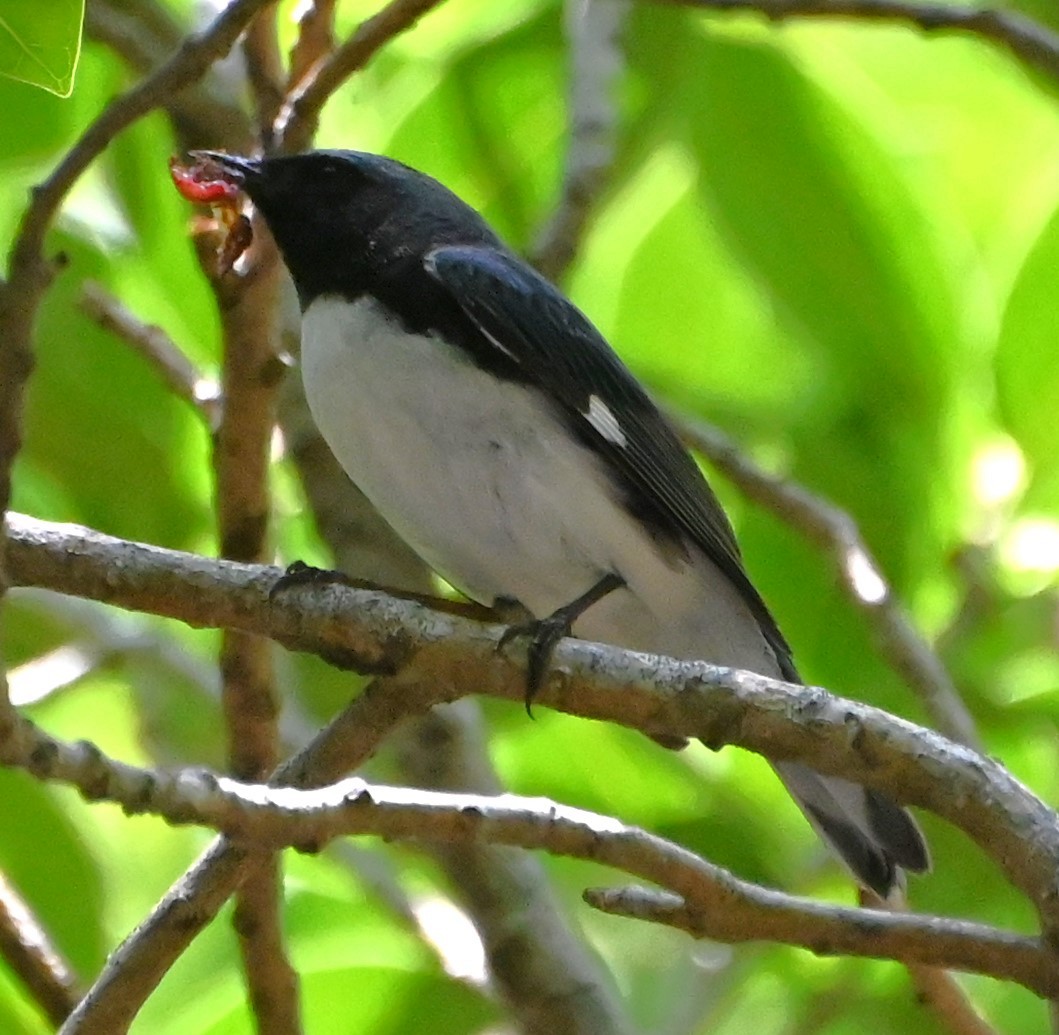 Black-throated Blue Warbler - Dave Griswold