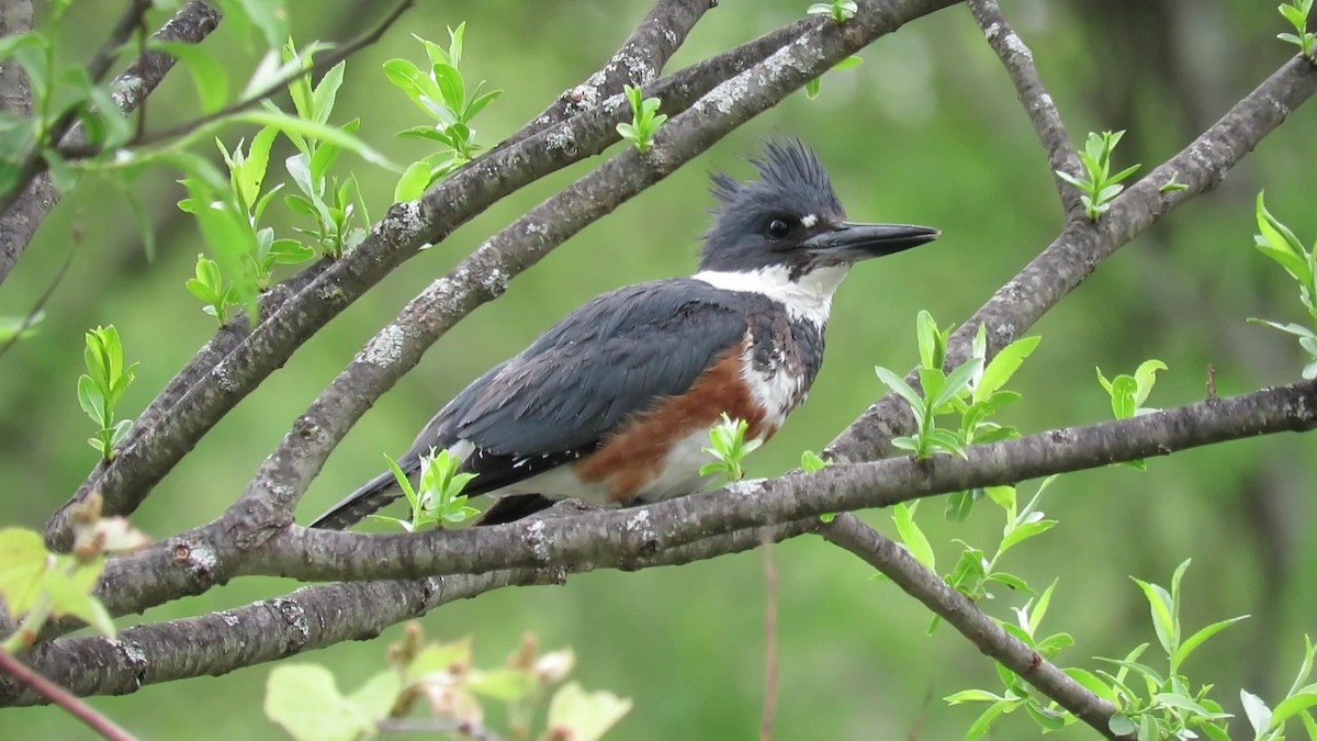Belted Kingfisher - ML618745869