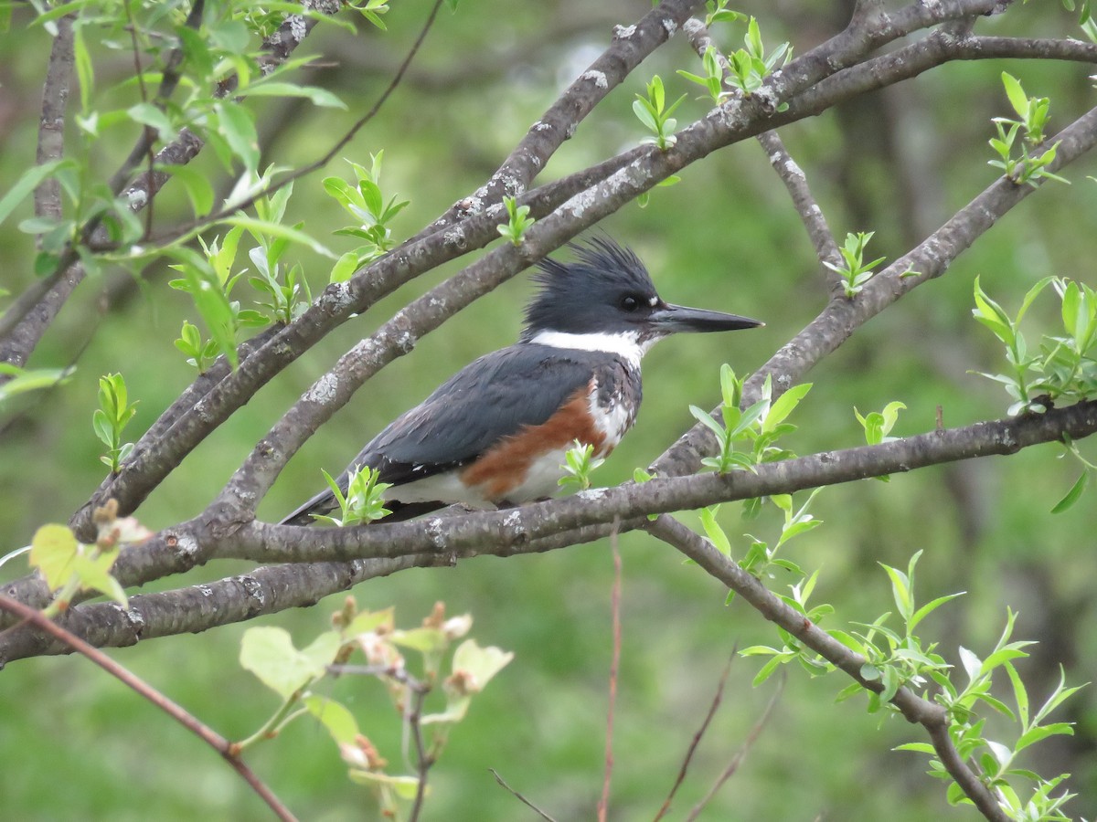 Belted Kingfisher - ML618745870