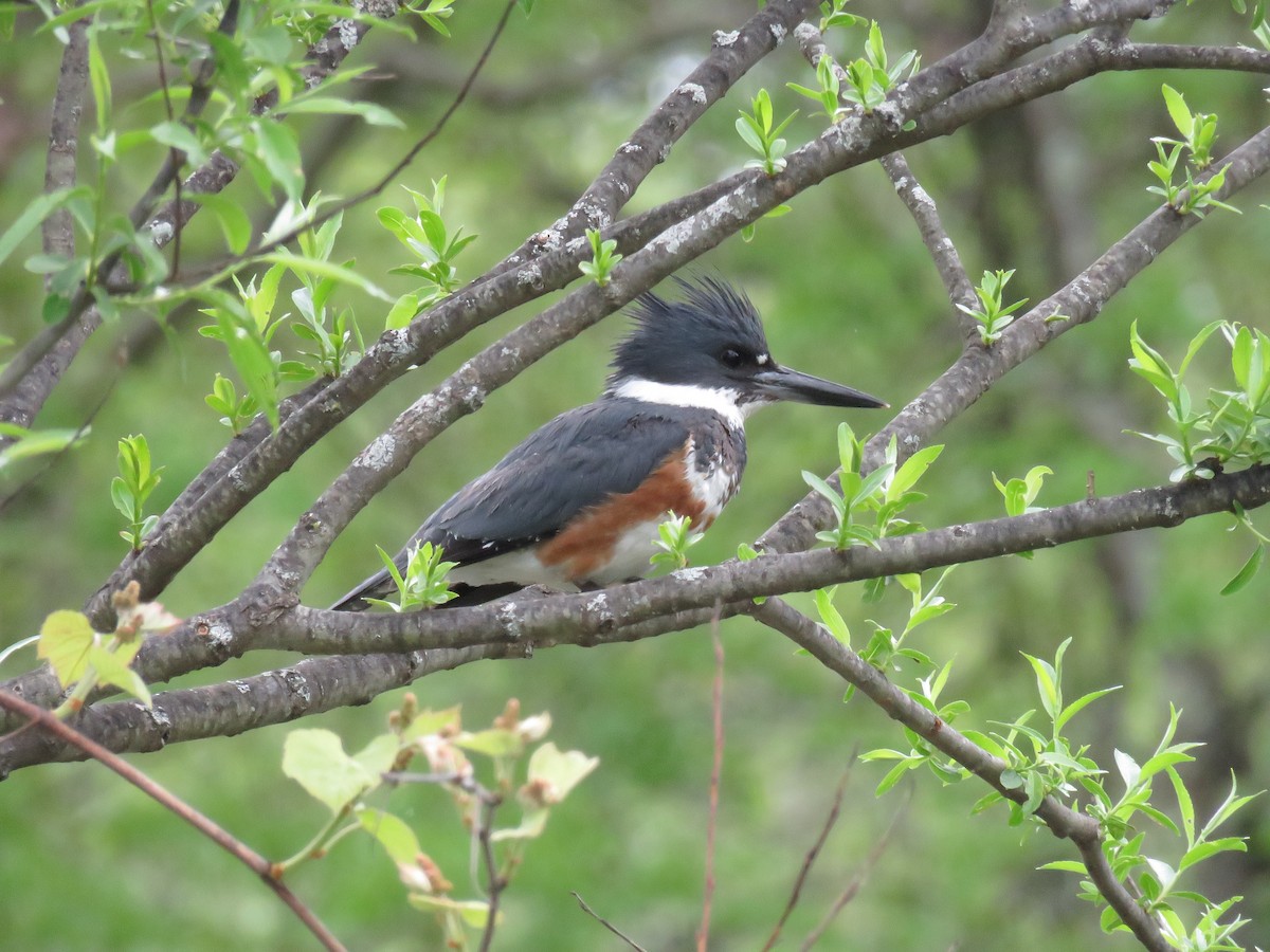 Belted Kingfisher - ML618745871