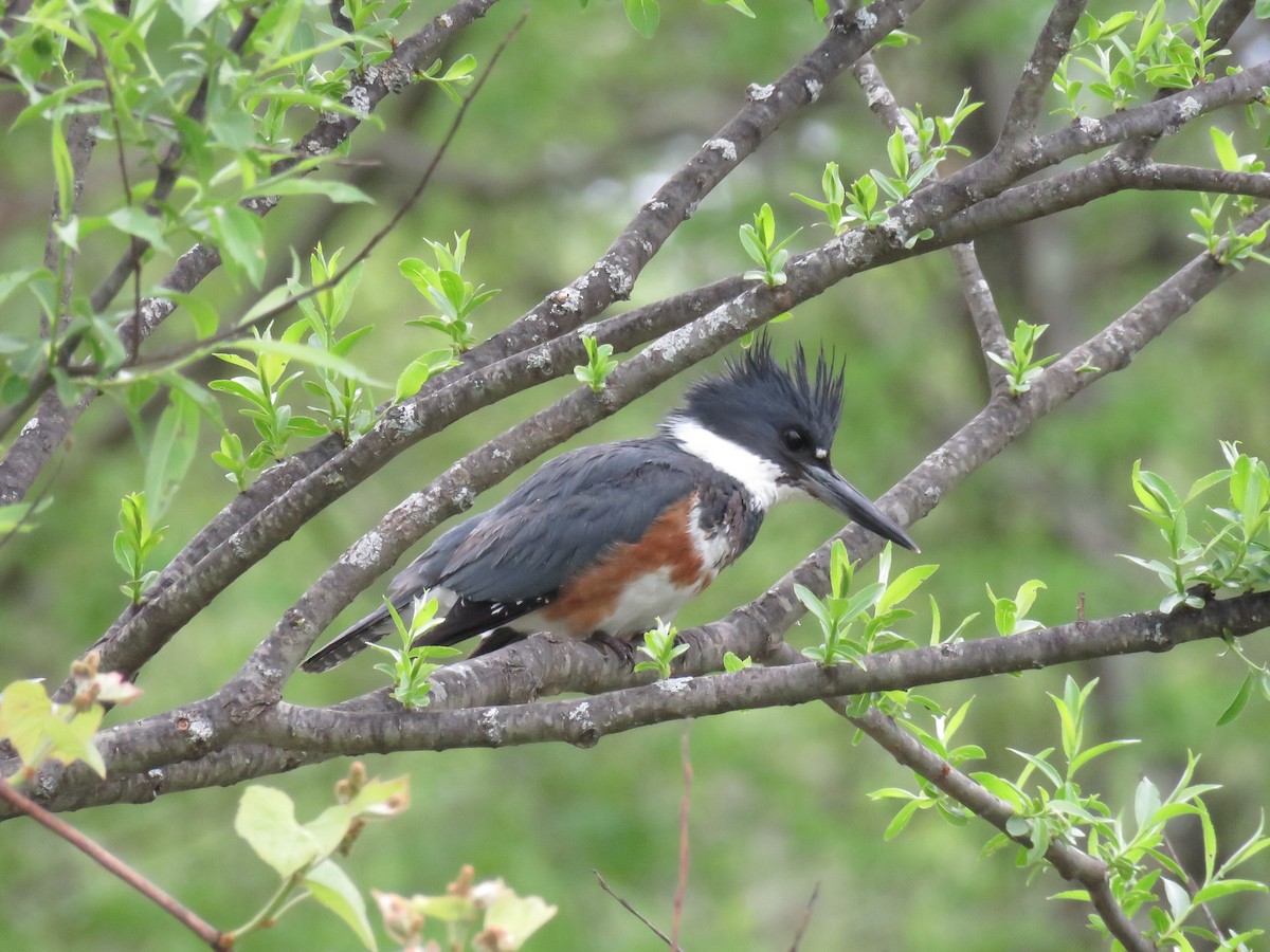 Belted Kingfisher - ML618745872