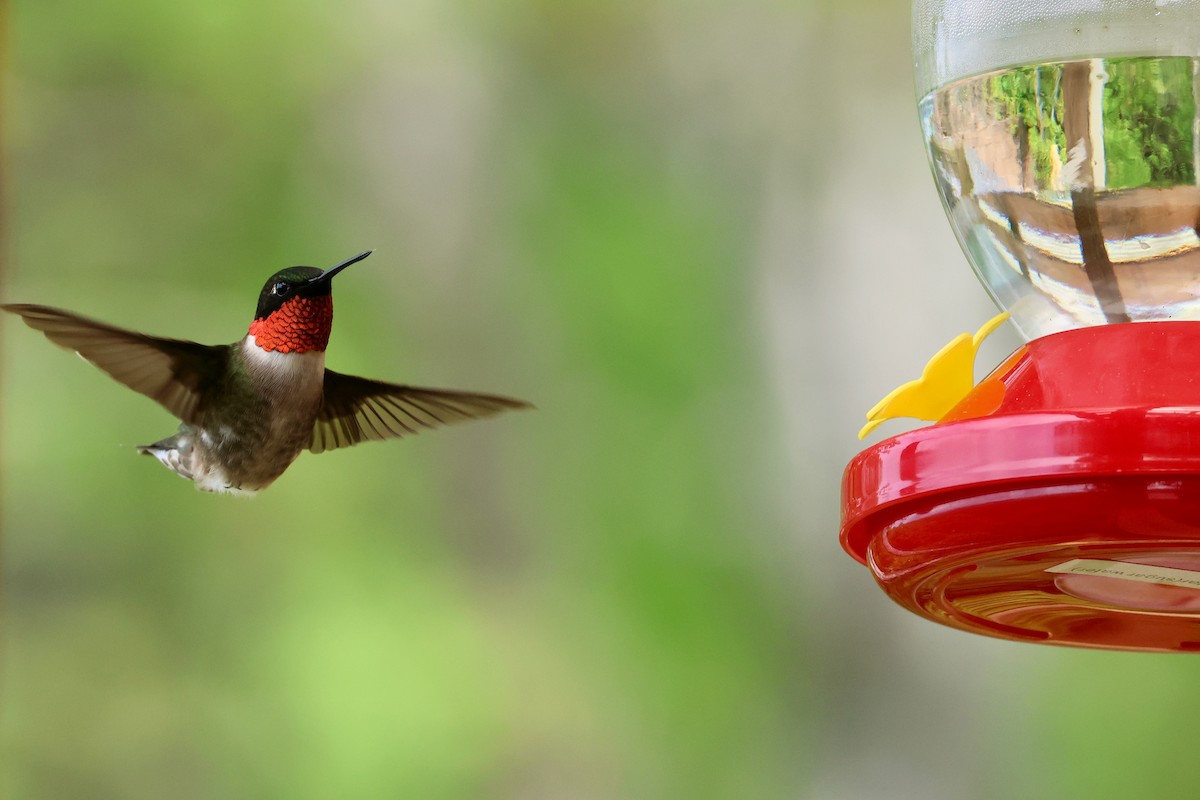 Ruby-throated Hummingbird - ML618745895