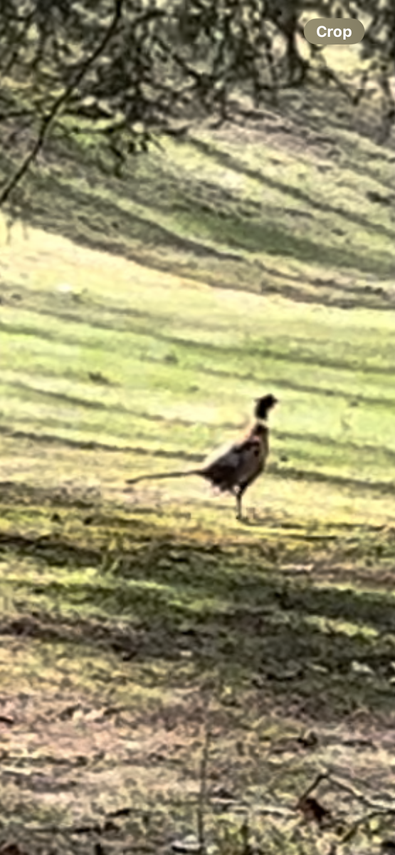 Ring-necked Pheasant - ML618745908