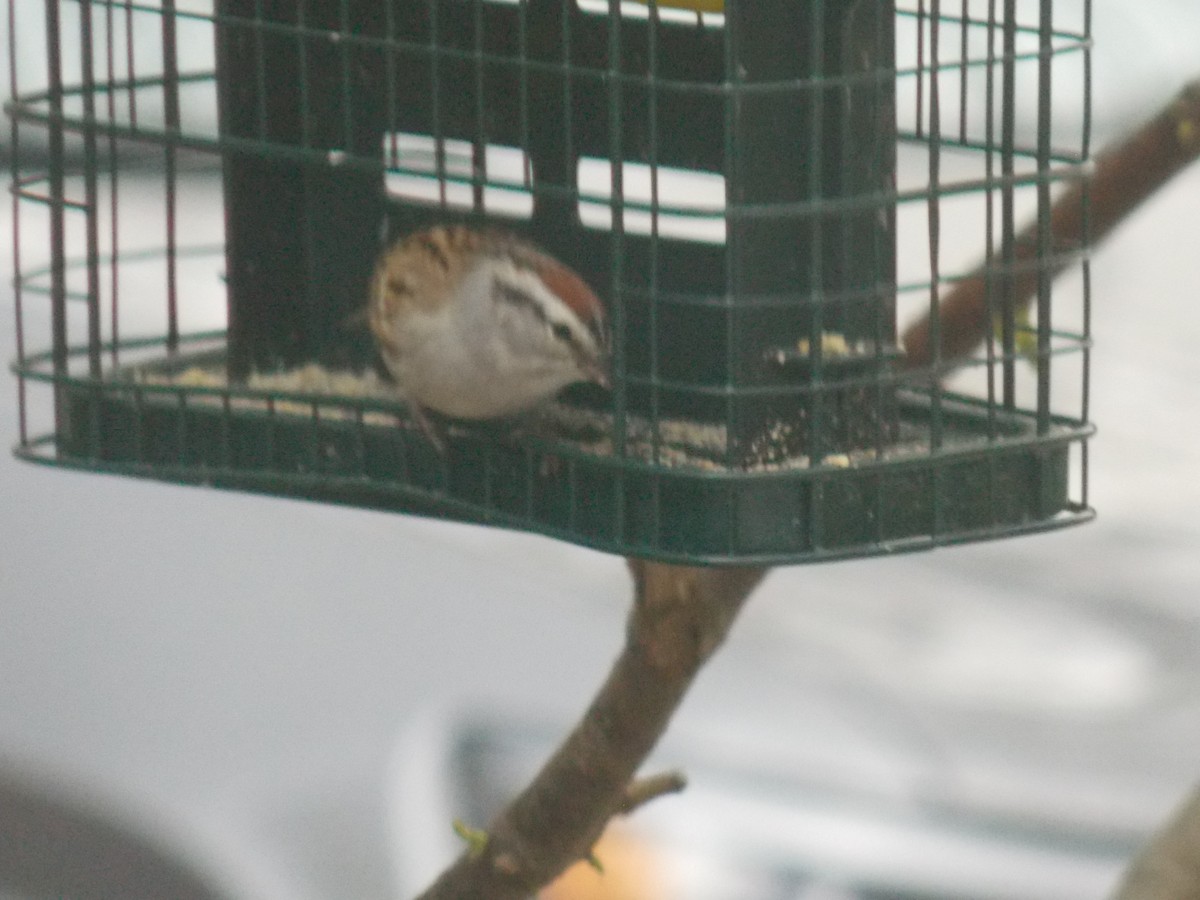 Chipping Sparrow - ML618745926
