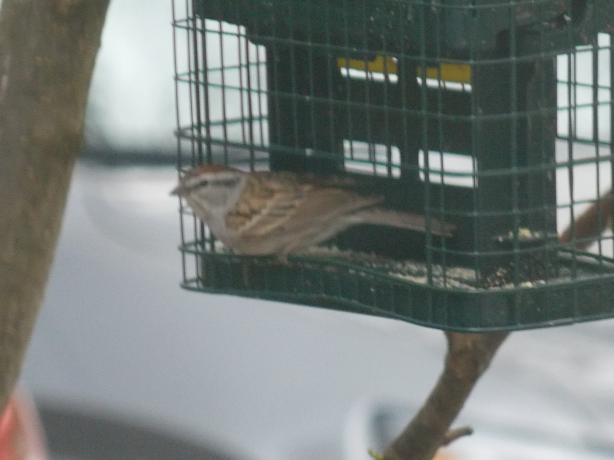 Chipping Sparrow - ML618745927