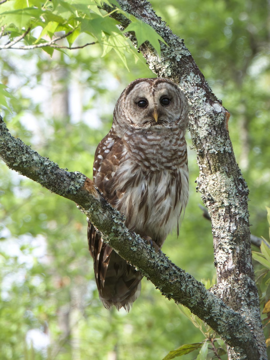 Barred Owl - Matthew Krawczyk