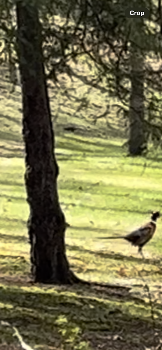 Ring-necked Pheasant - ML618745935