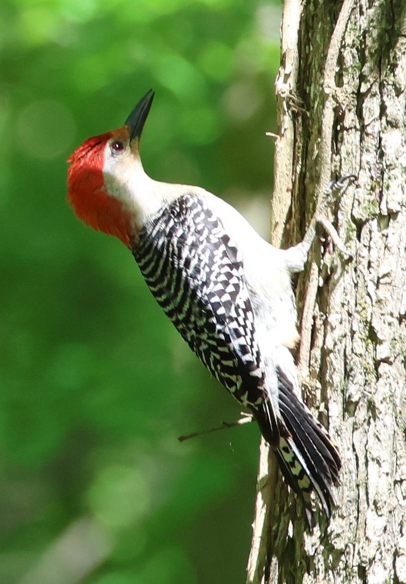 Red-bellied Woodpecker - Kenneth  Thompson