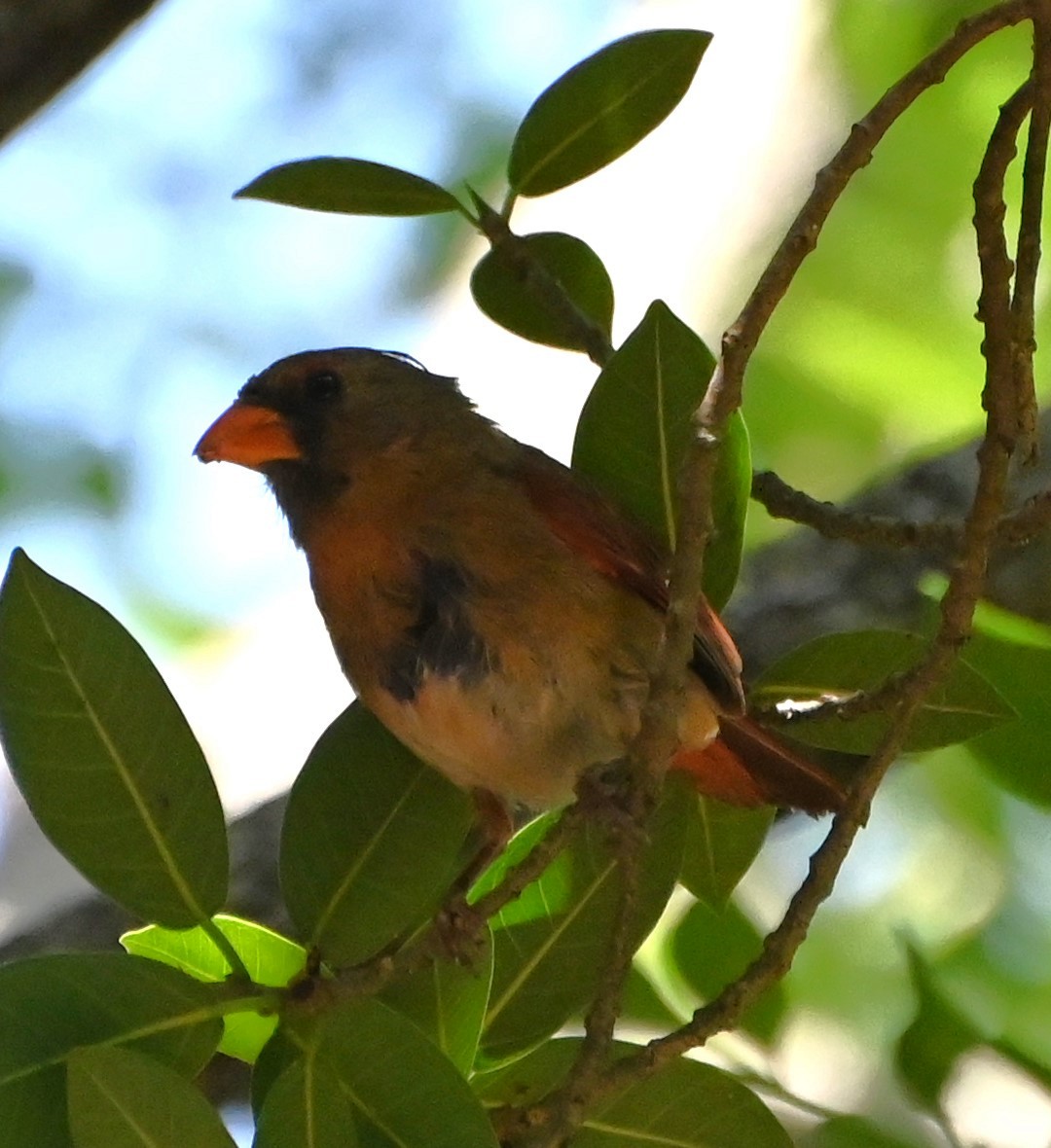 Northern Cardinal - Dave Griswold