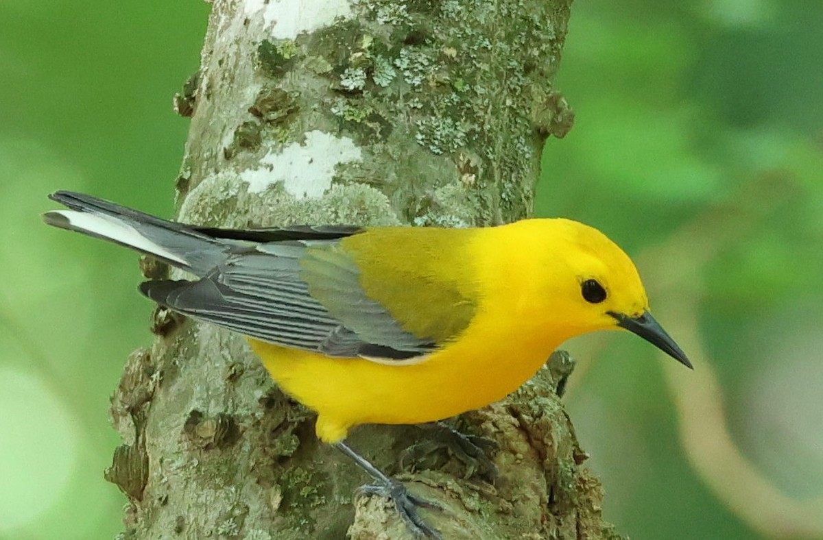 Prothonotary Warbler - ML618745984