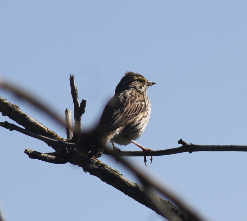 Savannah Sparrow - ML618745988