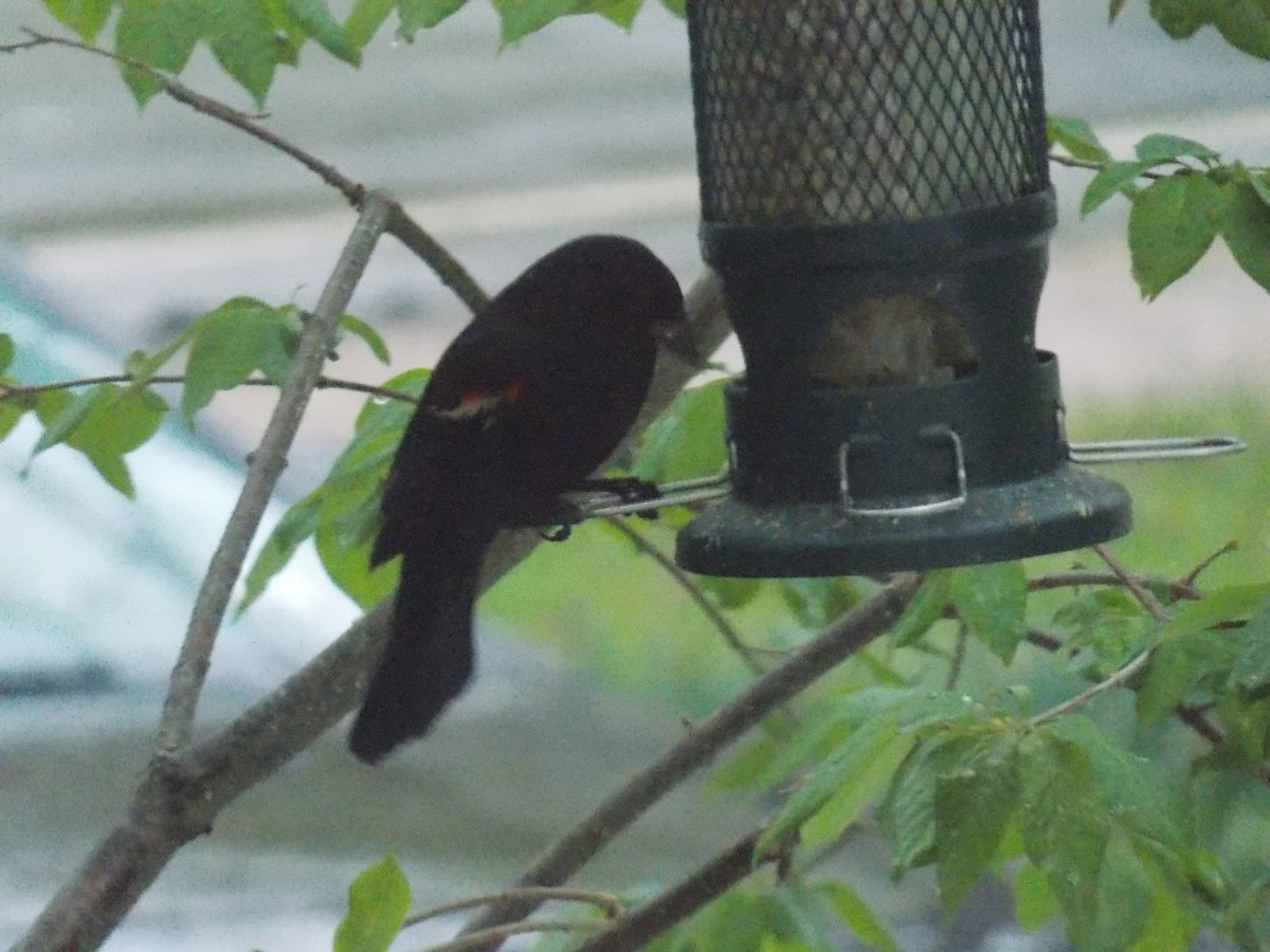 Red-winged Blackbird - ML618745994