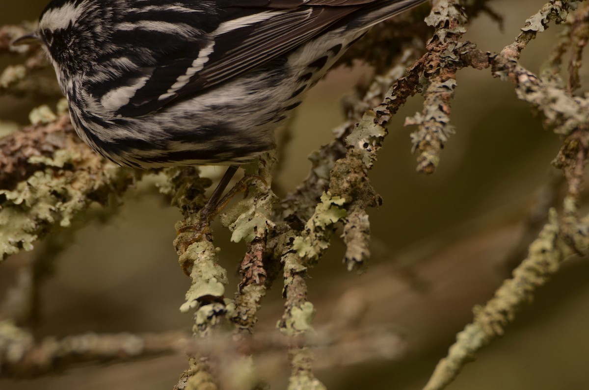 Black-and-white Warbler - ML618745997
