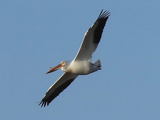 pelikán severoamerický - ML618746003