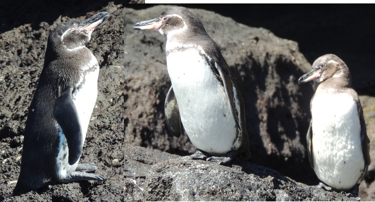 Галапагосский пингвин - ML618746029
