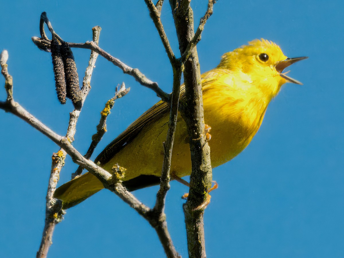 Yellow Warbler - Dan Tallman