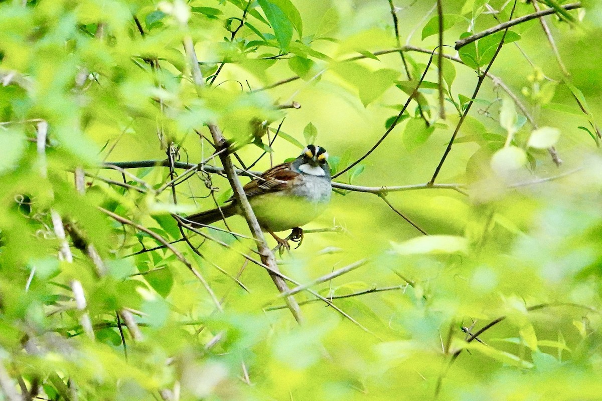 White-throated Sparrow - ML618746033
