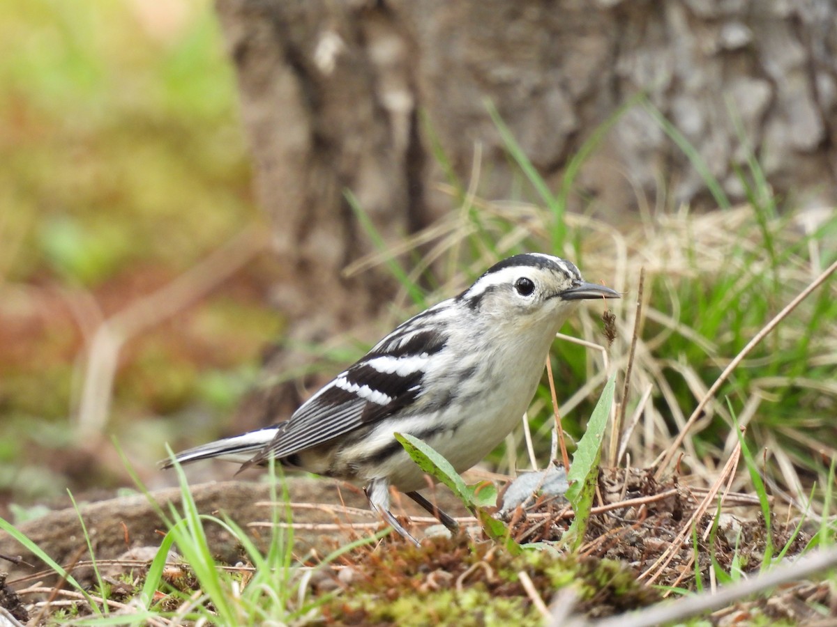 Black-and-white Warbler - ML618746095
