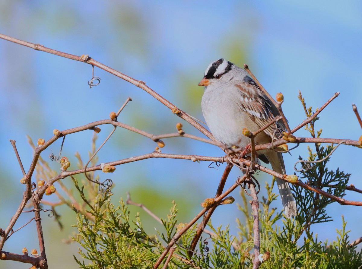 White-crowned Sparrow - ML618746098