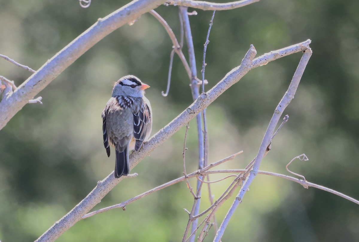 White-crowned Sparrow - ML618746103