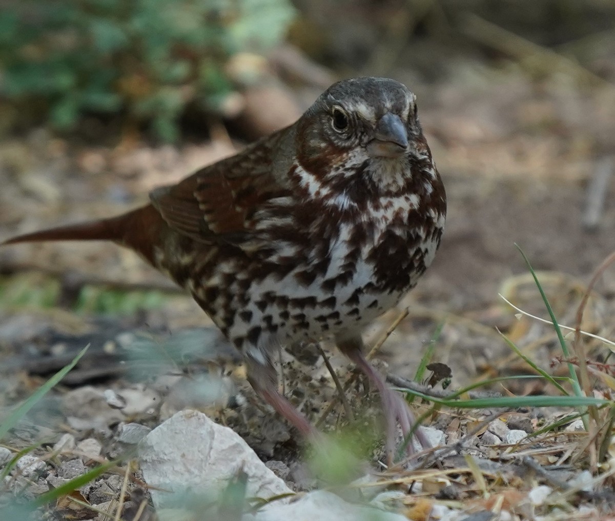 Fox Sparrow - Phill and Lis Henry