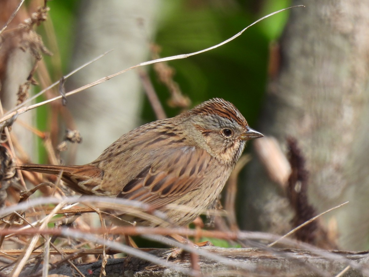 Swamp Sparrow - ML618746121