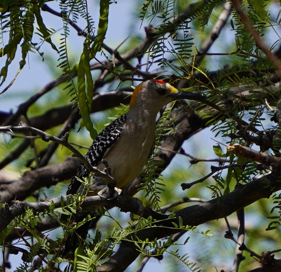 Golden-fronted Woodpecker - Phill and Lis Henry